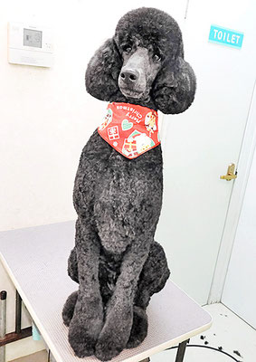 中野小豆ちゃん