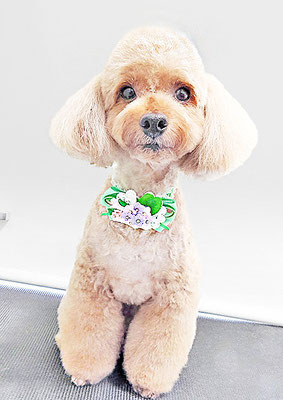 武田獅子丸ちゃん