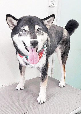 本田つの太ちゃん