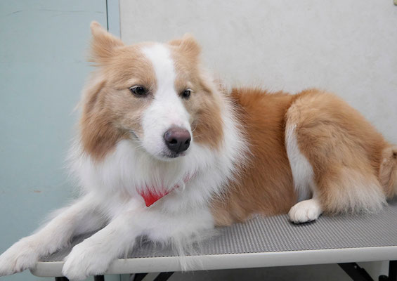 森本アンズちゃん