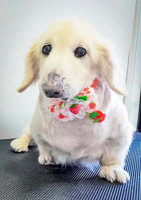 鳥越ハッピーちゃん