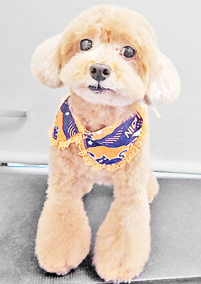 平田小鉄ちゃん