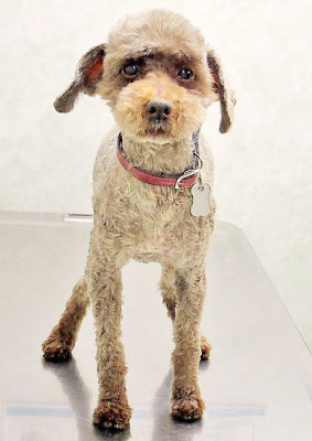 内薗ココアちゃん