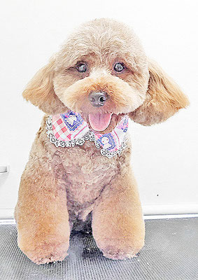 榎元チョコちゃん