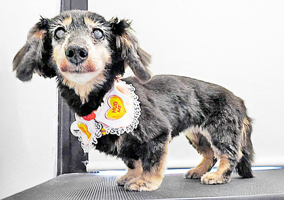 谷口チョコちゃん