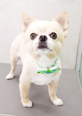 林レオンちゃん