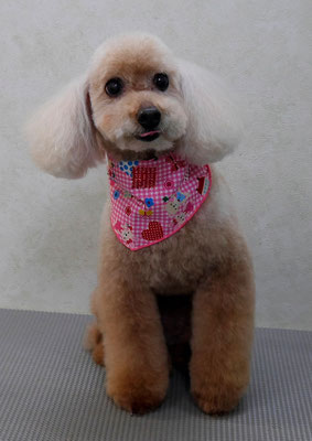 伊集院ペロちゃん