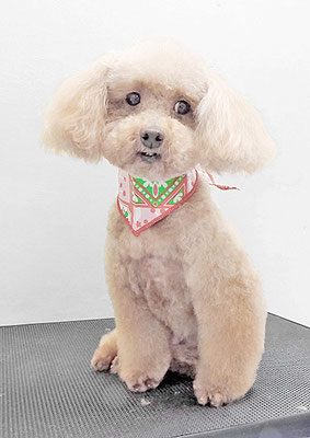 福田ダイアリーちゃん