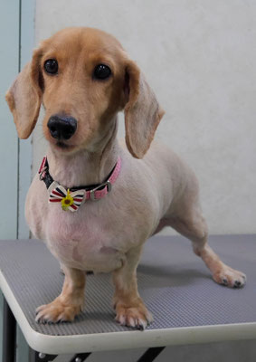 宮嵜エッヂちゃん