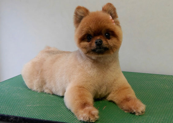 福留テンちゃん