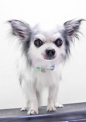 野村チョコちゃん