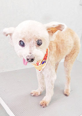 野口ティガちゃん