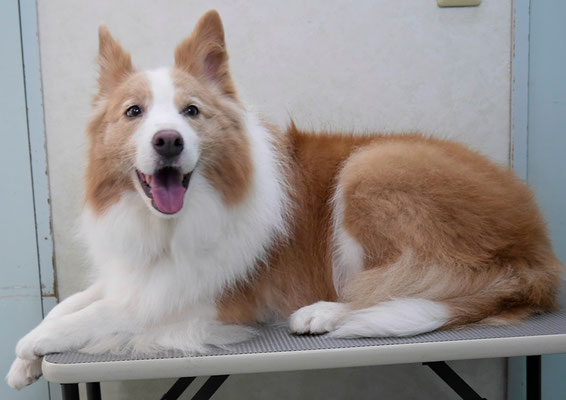 森本アンズちゃん