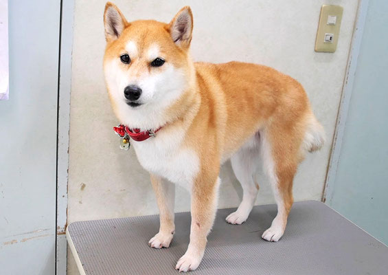 小村ゆずちゃん