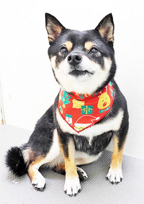 中尾あんずちゃん