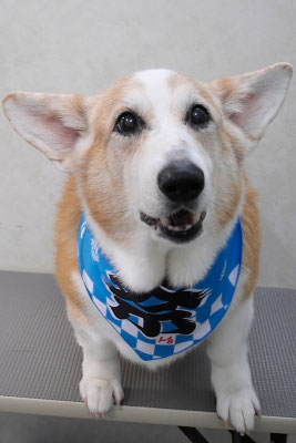 西方レオちゃん