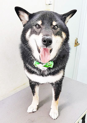 貴島ボタンちゃん