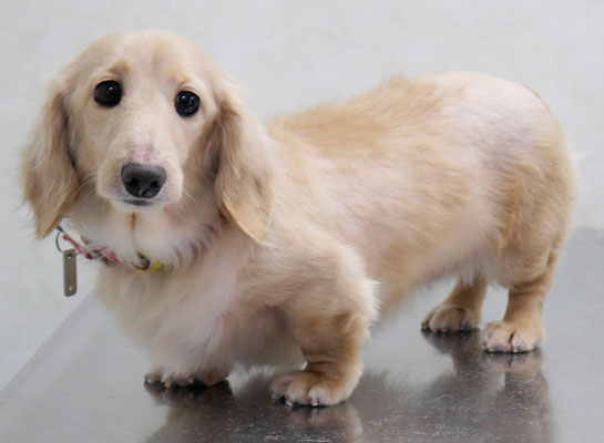 鳥越ハッピーちゃん