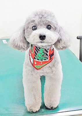 田中ロビンちゃん