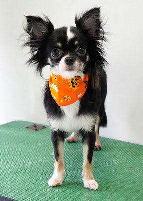 平山モコちゃん