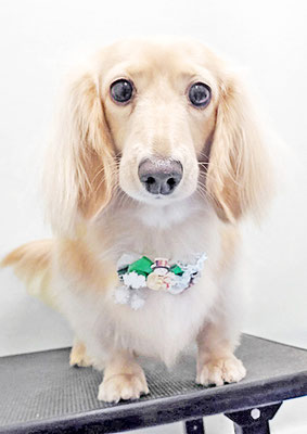 松村エルちゃん