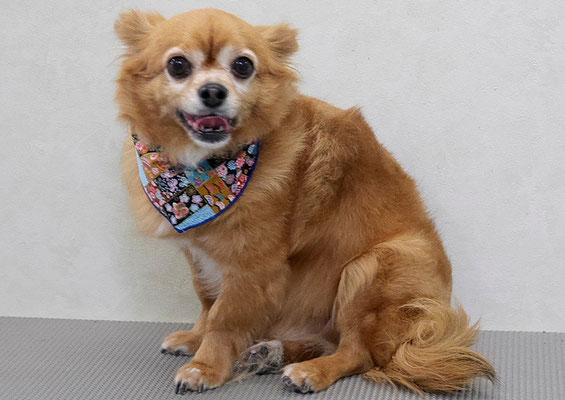 若松コロちゃん