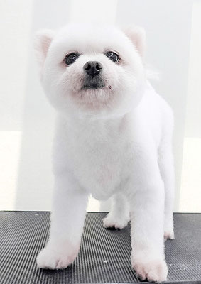 八木ピュアちゃん