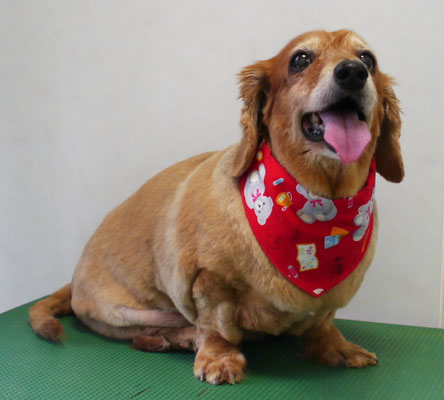 菅原ベルちゃん