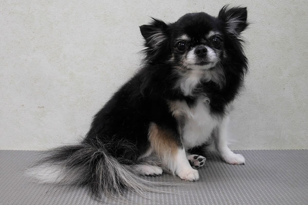 森崎クロちゃん