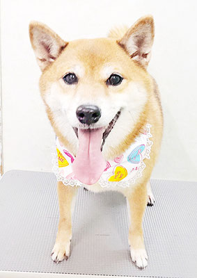 森下ムギちゃん