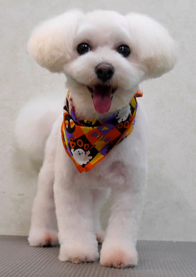 中島フワリちゃん