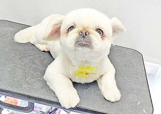 本多かずはちゃん