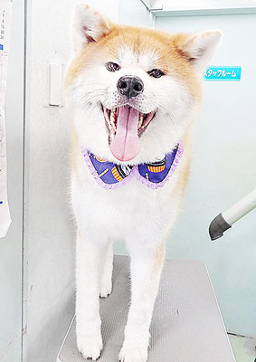 姶良カイちゃん