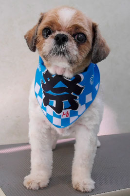 有留コロちゃん