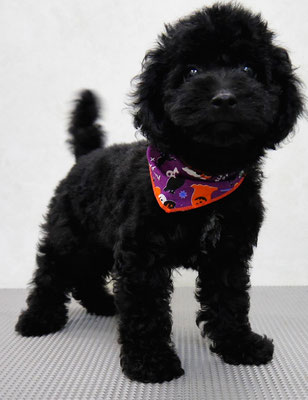 板敷ルフィーちゃん