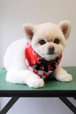 千葉チビちゃん