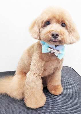 平田小鉄ちゃん