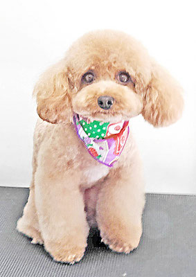 田淵マロンちゃん