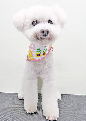 三宅美豚ちゃん