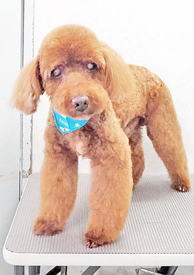 佐々木マルちゃん