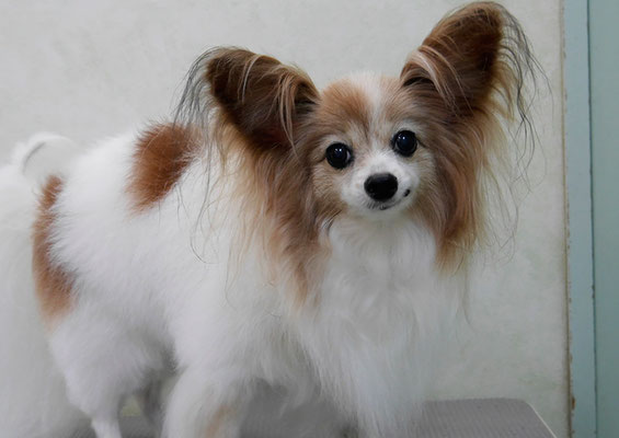 児島ヴィヴィアンちゃん