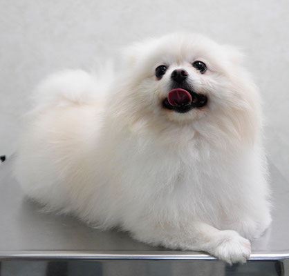 森崎ピュアちゃん