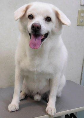 宮屋敷ボンタちゃん