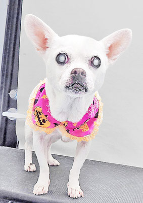 新山ランちゃん