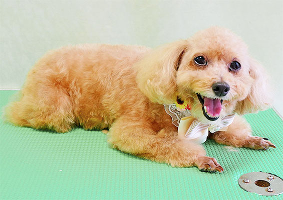 小野ハナちゃん