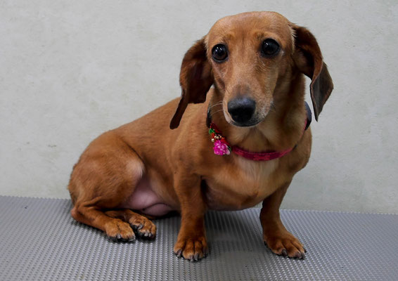 別府モモちゃん