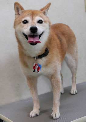 藤井リンちゃん