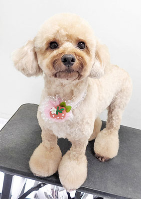 玉利ココちゃん