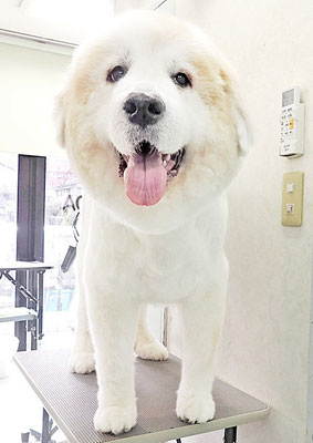 田代メイちゃん