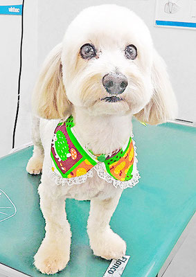 崎ダップーちゃん